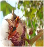 Crop Protection Cotton